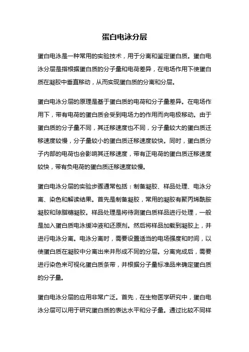 蛋白电泳分层