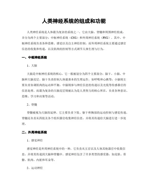 人类神经系统的组成和功能