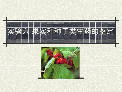 石大生药学实验课件06果实和种子类生药的鉴定