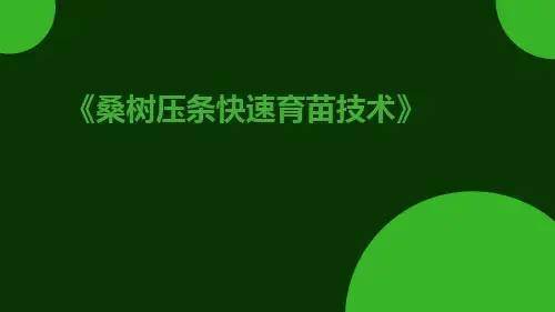 桑树压条快速育苗技术