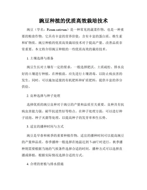豌豆种植的优质高效栽培技术