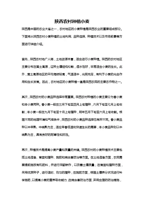 陕西农村种植小麦