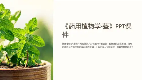 《药用植物学-茎》课件