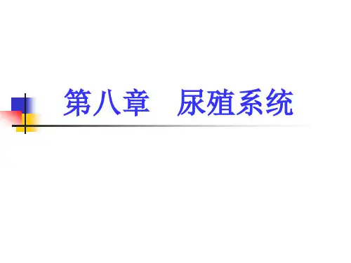 8.尿殖系统