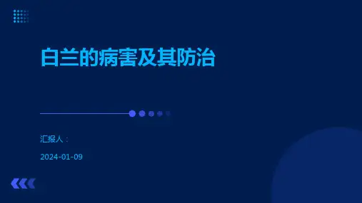 白兰的病害及其防治