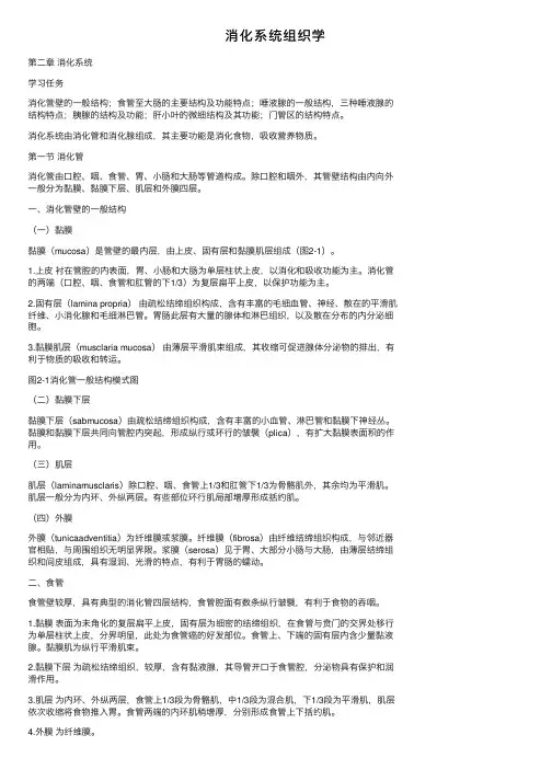 消化系统组织学