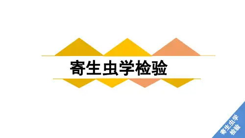 《寄生虫学检验》课件——旋毛虫、鞭虫、广州管圆线虫、检查技术
