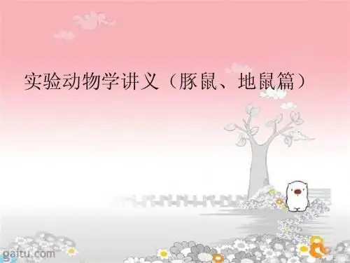 豚鼠地鼠-殷慧敏