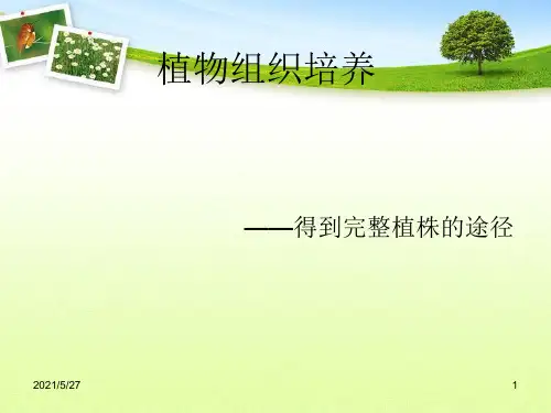 植物组织培养【优质PPT】