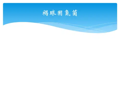 褐球固氮菌