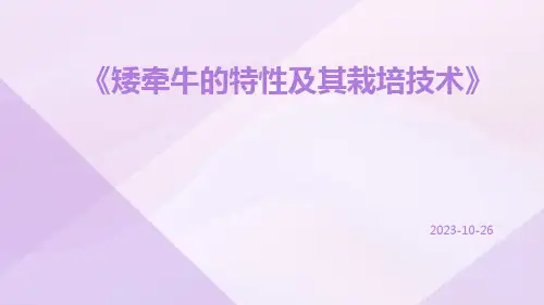 矮牵牛的特性及其栽培技术