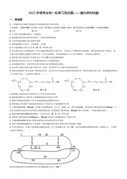 2025年高考生物一轮复习测试题——蛋白质和核酸