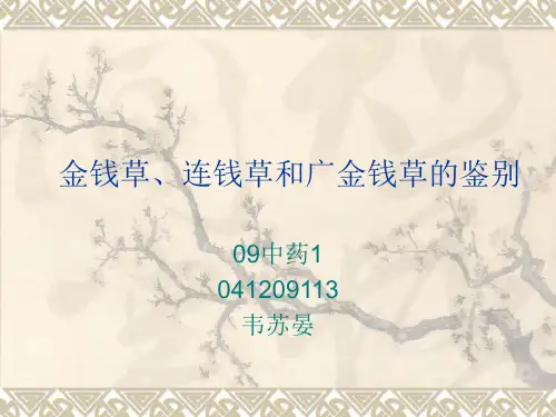 金钱草、连钱草和广金钱草的鉴别