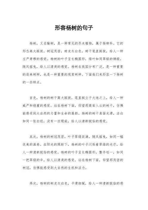形容杨树的句子