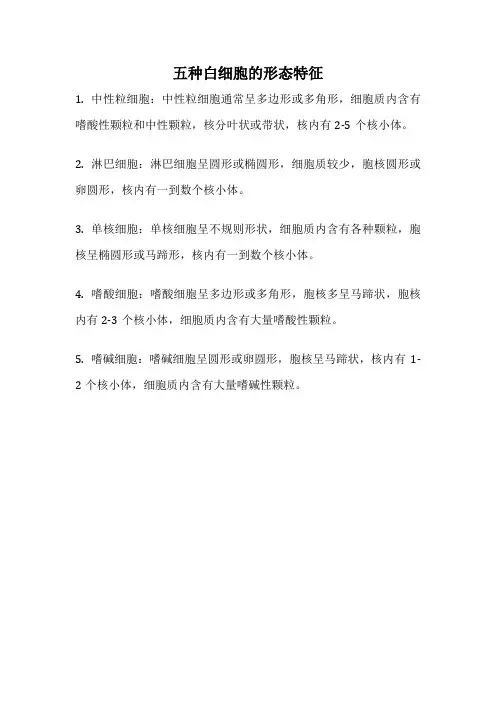 五种白细胞的形态特征