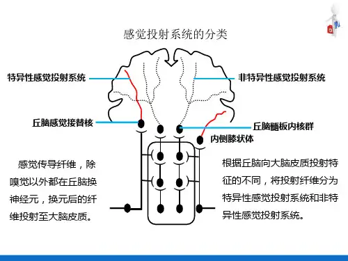 神经系统—感觉功能(人体解剖生理学)