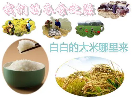 四年级道德与法治我们的衣食之源-白白的大米哪里来