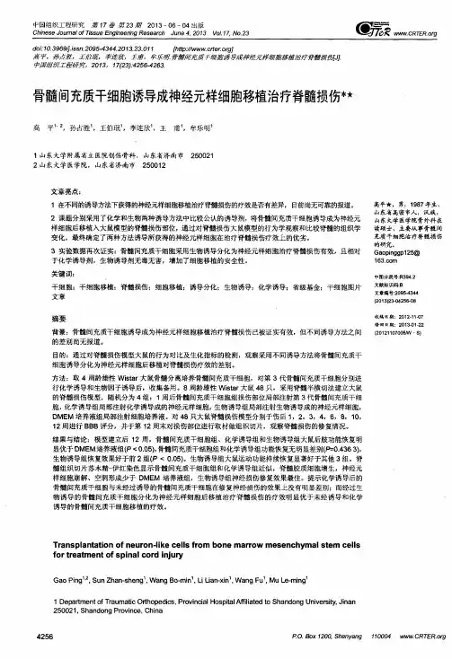 骨髓间充质干细胞诱导成神经元样细胞移植治疗脊髓损伤