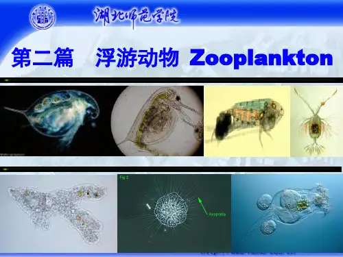11_轮虫_HJJ