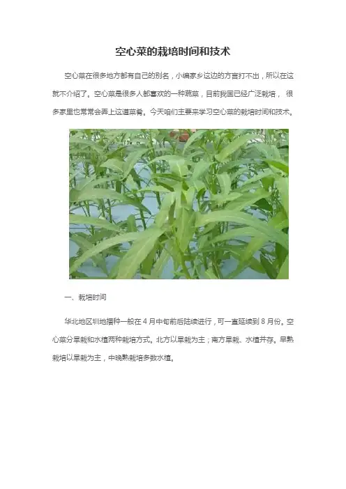 空心菜的栽培时间和技术