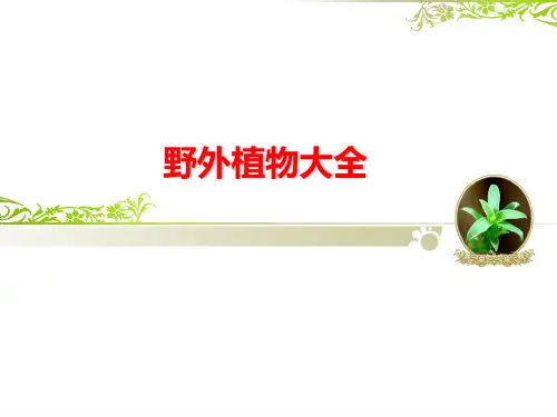 野外植物大全