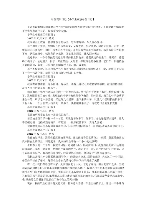 吊兰观察日记【小学生观察吊兰日记】