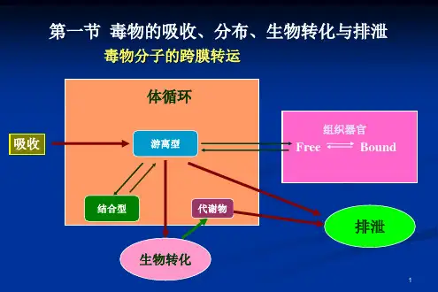 毒代动力学