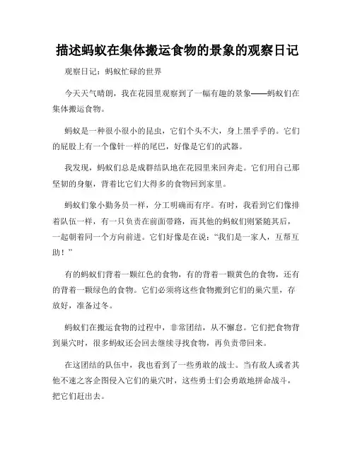 小学三年级作文描述蚂蚁在集体搬运食物的景象的观察日记