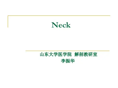 颈部局部解剖学neck