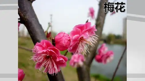 人教版七年级上册3.2.3开花和结果课件 (共29张PPT)
