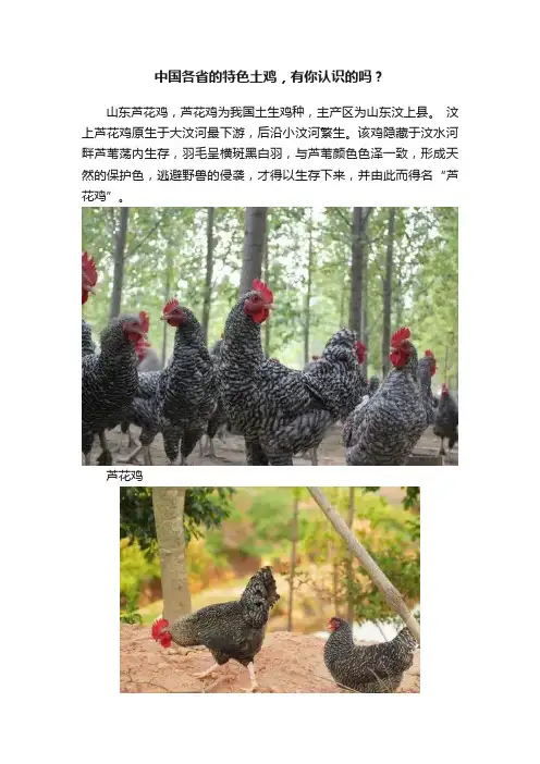 中国各省的特色土鸡，有你认识的吗？