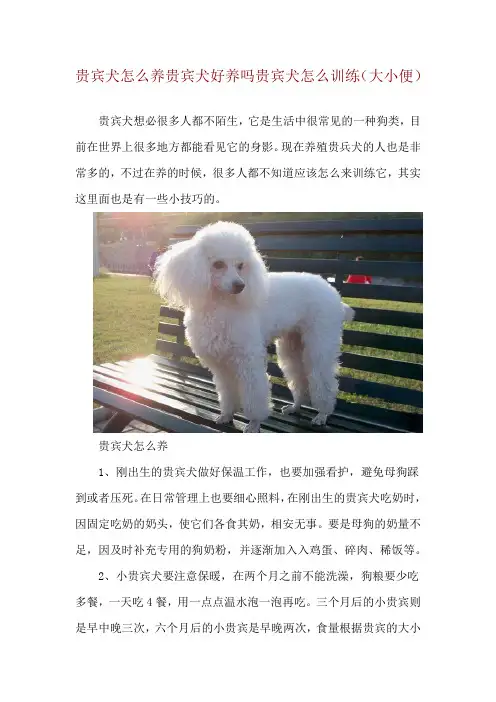 贵宾犬怎么养 贵宾犬好养吗 贵宾犬怎么训练(大小便)