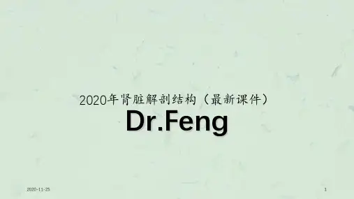 2020年肾脏解剖结构(最新课件)