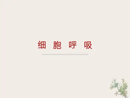 高中生物细胞呼吸