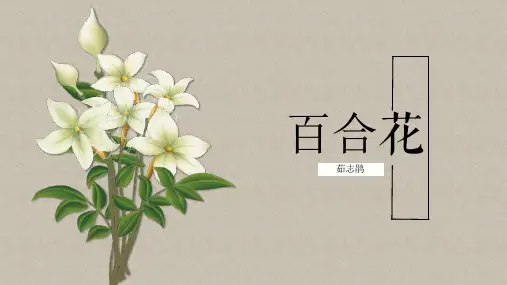统编版高中语文必修一《百合花》PPT优质课件
