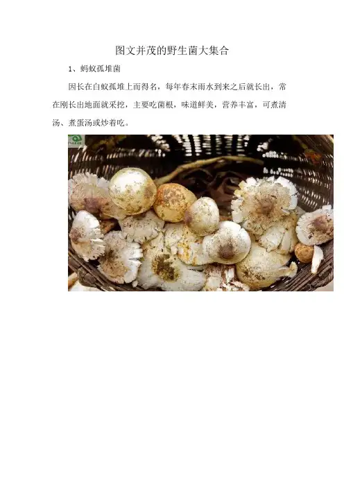 图文并茂的野生菌大集合