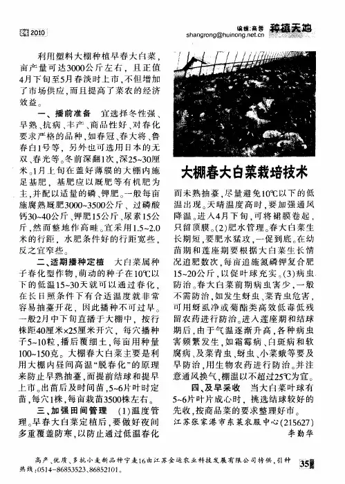 大棚春大白菜栽培技术