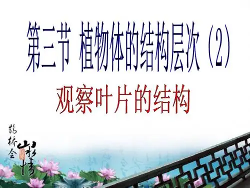 2-3-3(2)植物体的结构层次