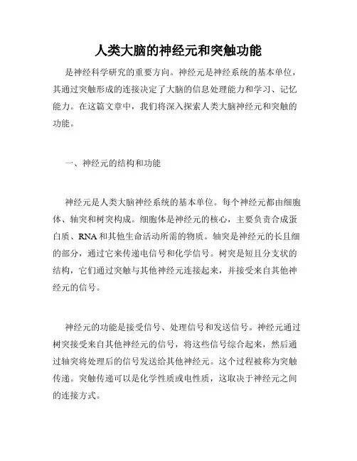 人类大脑的神经元和突触功能