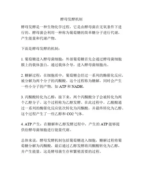 酵母发酵机制