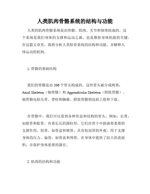 人类肌肉骨骼系统的结构与功能