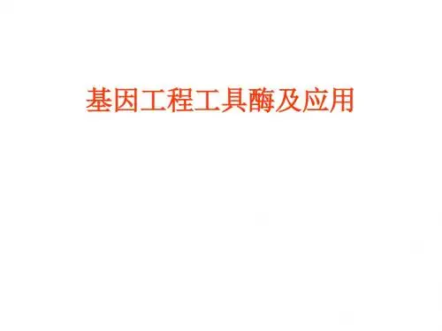 分子克隆工具酶及其应用