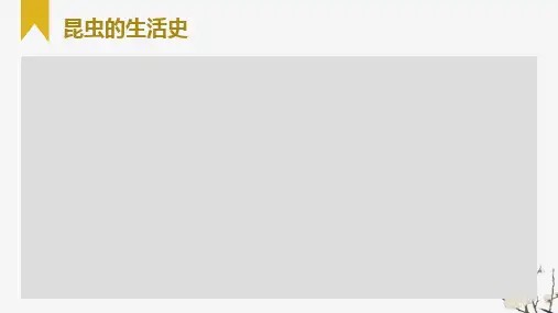 《昆虫的生活史》课件