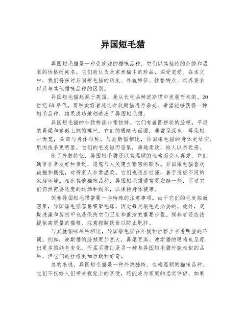异国短毛猫