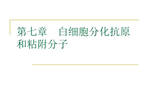 第七章白细胞分化抗原和粘附分子