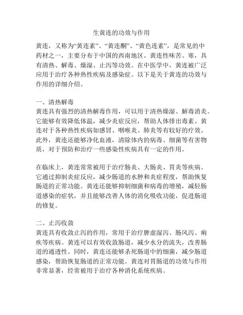 生黄连的功效与作用