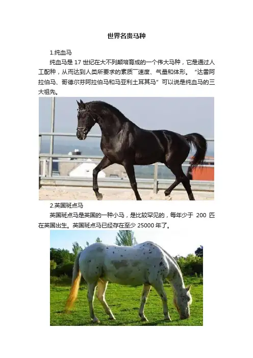世界名贵马种