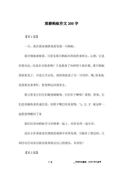 观察蚂蚁作文200字