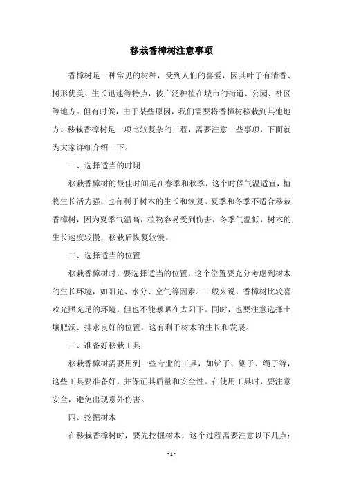 移栽香樟树注意事项