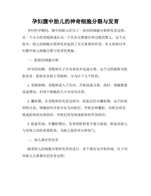 孕妇腹中胎儿的神奇细胞分裂与发育